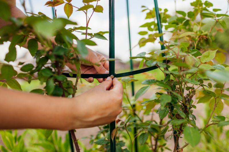 Rose Trellis Installation in Conroe, TX