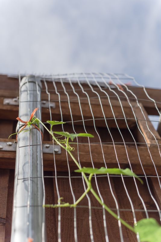 Vineyard Trellis Installation in Kansas City, KS